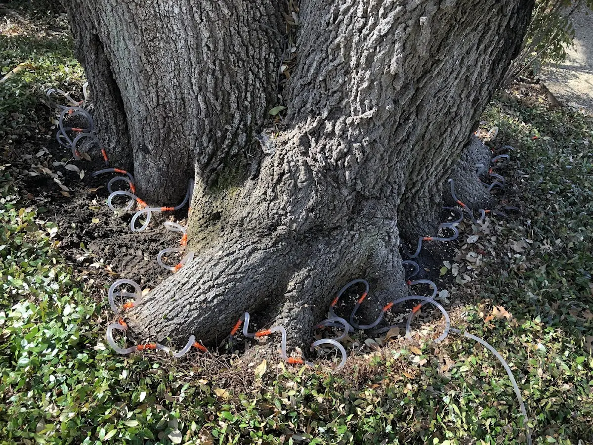 Detailed Tree Cabling and Bracing job site in Teton