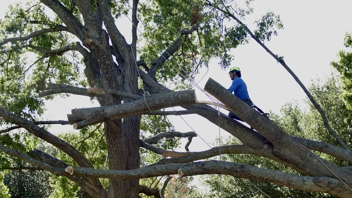 Professional Hazardous Tree Removal performed by certified arborists in Teton