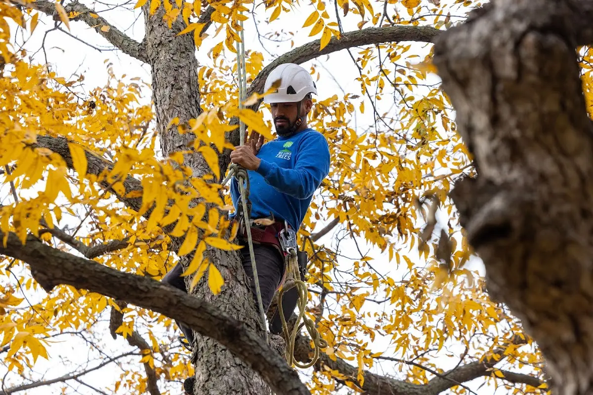 Skilled Tree Trimming crew working in Teton